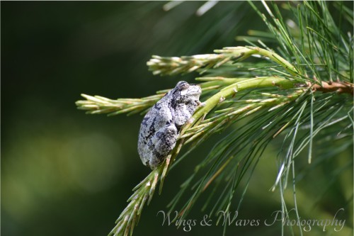 Tree frog on pine