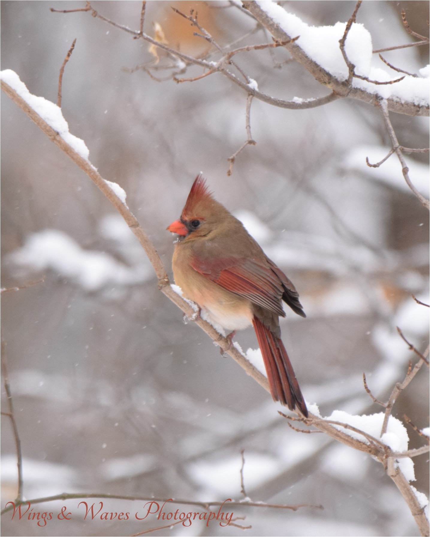 Lady Cardinal in Winter